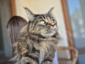 دوربين گوشي سامسونگ S24 Fe